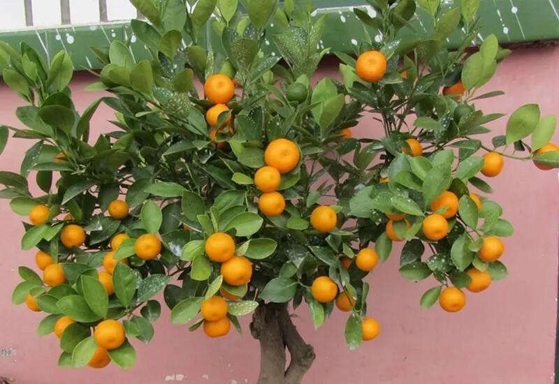 Cây chiếm không quá nhiều diện tích nên có thể trồng trong chậu và đặt ở ban công, sân thượng, chỉ cần đảm bảo cây được đón nắng đầy đủ mỗi ngày.