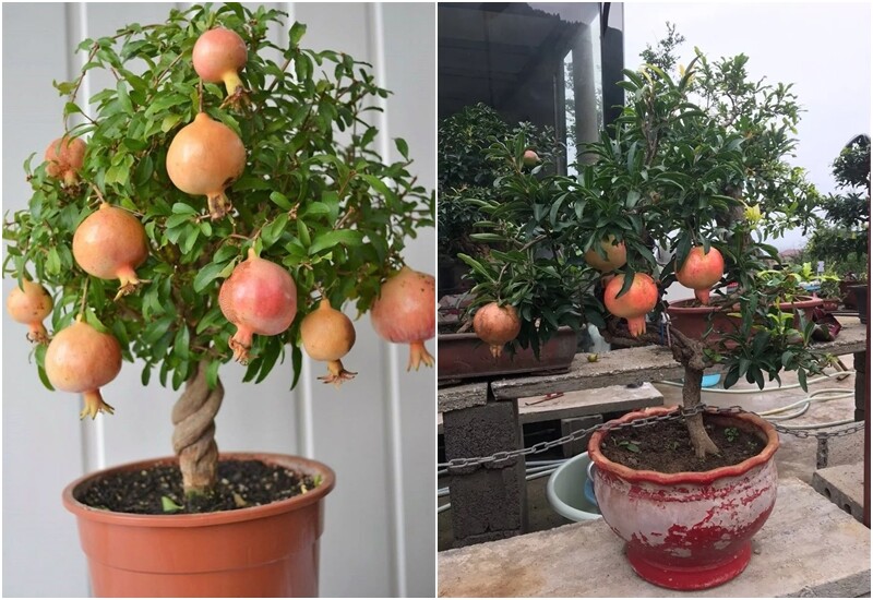 Với cành mềm mại, dễ tạo hình, người trồng có thể lựa chọn những cây có hình dáng đẹp để trồng trong chậu, đặt ở ban công.