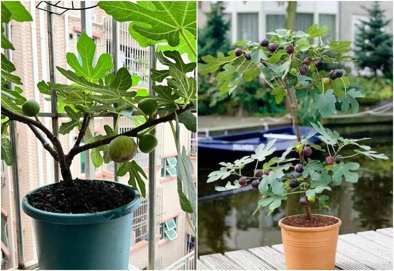 Cây sung Mỹ là một trong những loại cây ăn quả thích hợp trồng ở ban công mà không chiếm quá nhiều diện tích.