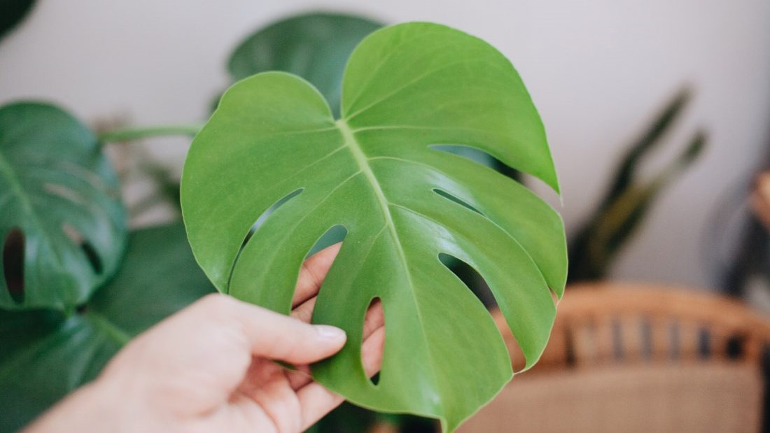 Lá cây cảnh trong nhà không có bụi