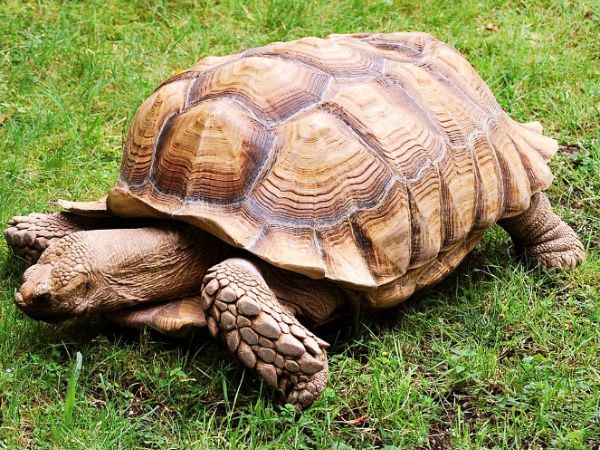 Rùa vào nhà là dấu hiệu cho thấy ngôi nhà có phong thủy cực tốt, khí trường hài hòa, ngày càng thêm phúc lộc.