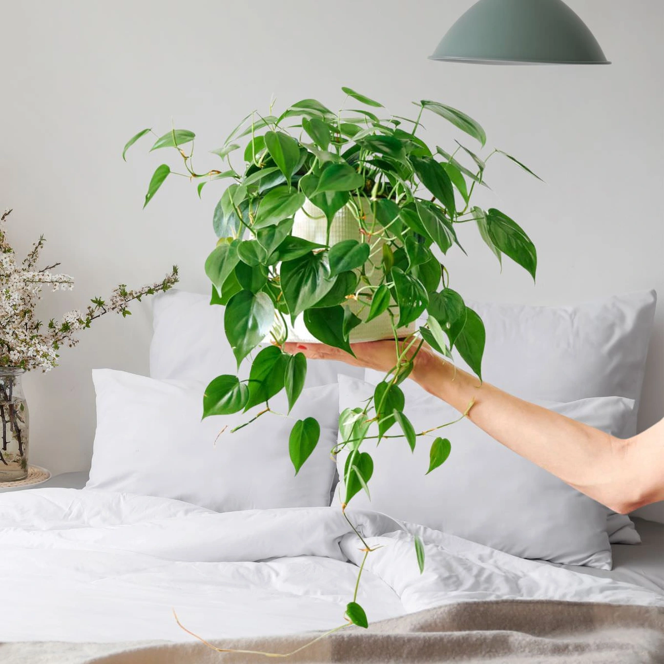 Trầu bà giúp thanh lọc không khí và mang lại cảm giác tươi mát cho không gian sống.