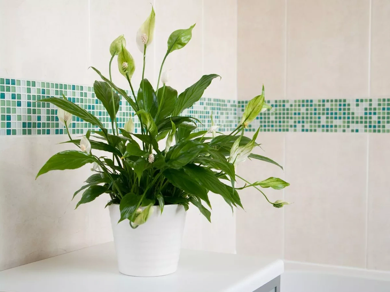 Lan ý ưa bóng râm và ánh sáng gián tiếp, rất thích hợp cho phòng tắm thiếu sáng tự nhiên.