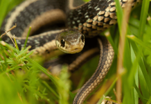 6 dấu hiệu cho thấy có rắn trong vườn nhà