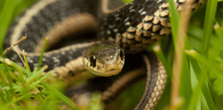 6 dấu hiệu cho thấy có rắn trong vườn nhà