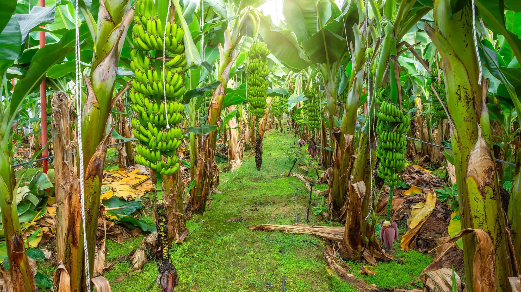 Tán lá rộng, thân mềm và ẩm mát khiến cây chuối trở thành nơi trú ẩn lý tưởng của rắn. 