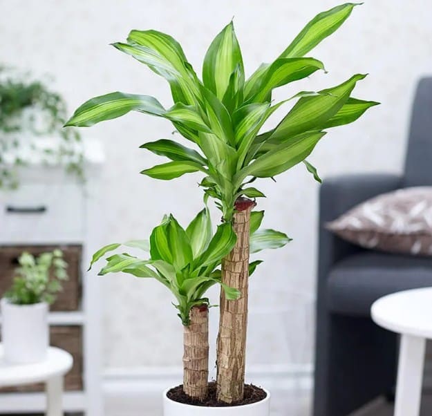 Cây phát tài vừa mang ý nghĩa tốt lành, vừa giúp thanh lọc không khí.