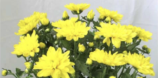 4 loại cây hút tài lộc, tốt cho sức khỏe