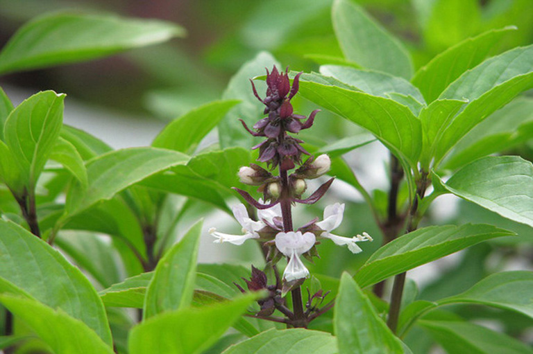 Cây húng quế không chỉ đơn thuần là một loại rau gia vị quen thuộc mà còn mang lại nhiều lợi ích cho tinh thần.