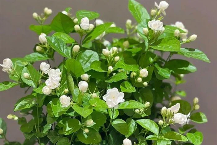 Hương thơm dịu nhẹ của hoa nhài giúp thư giãn tinh thần