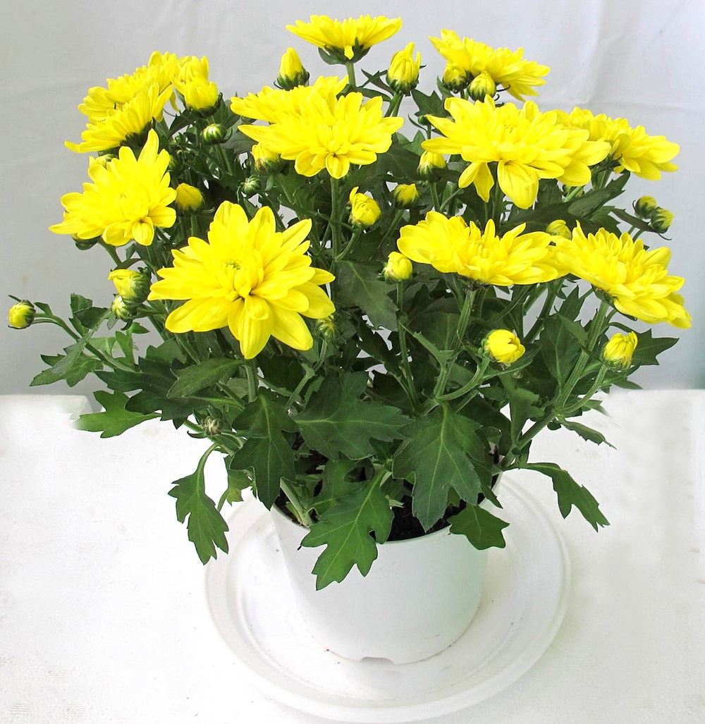 Cây hoa cúc có tác dụng giảm căng thẳng