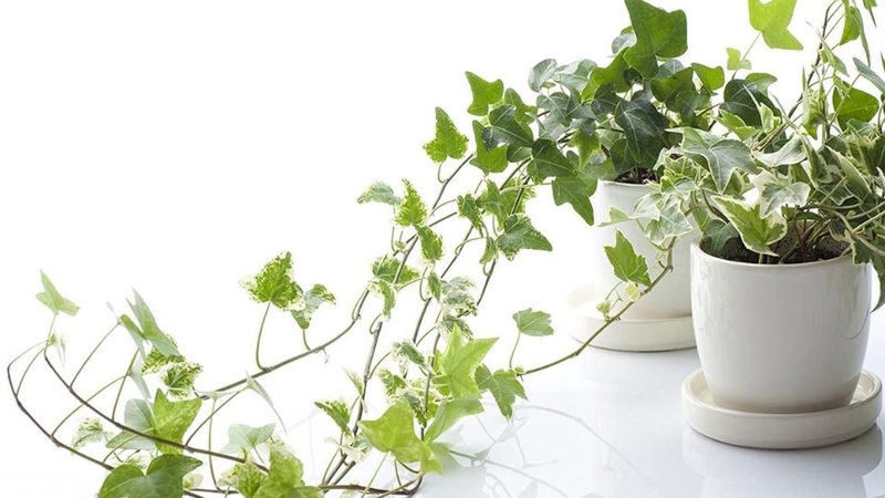 Cây thường xuân