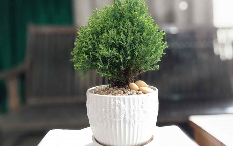 Đặt cây cảnh xanh tươi phù hợp với tuổi