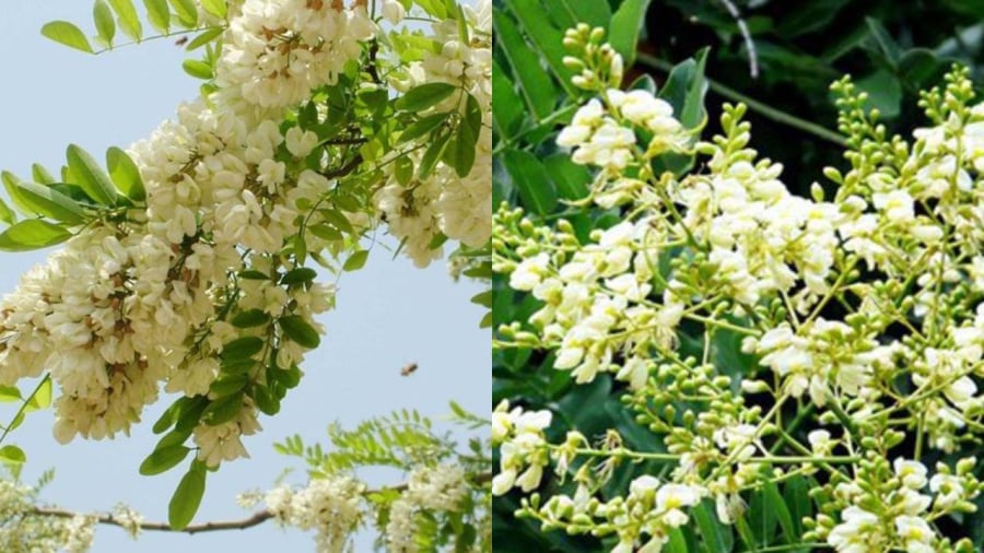 Cây Hoa Hòe