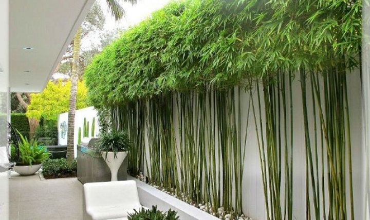 Các loại cây thuộc họ Tre, Trúc