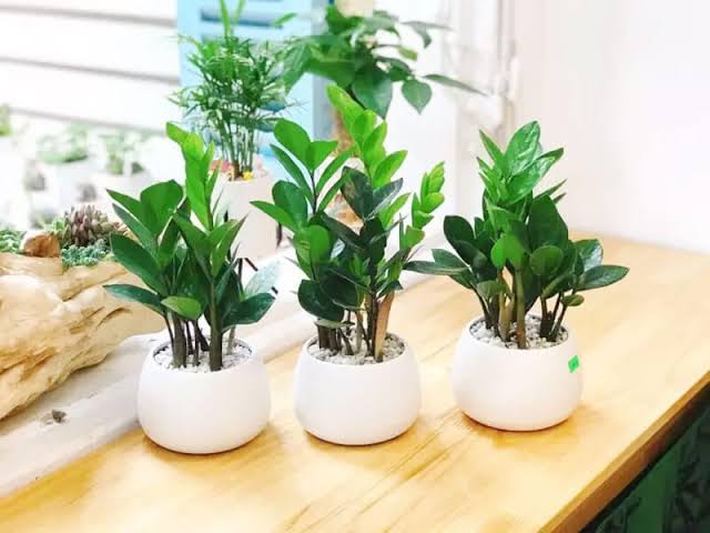 Kim tiền là một trong những loại cây phong thủy mang ý nghĩa chiêu tài, giữ lộc.